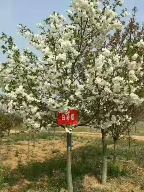 ӣ