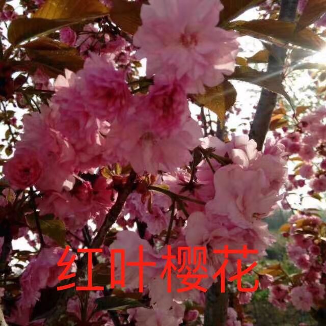 Ҷӣ