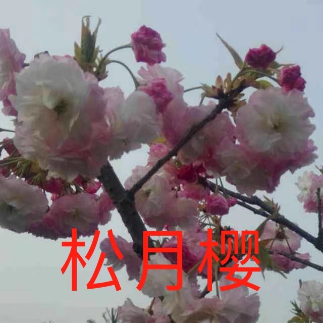ӣ