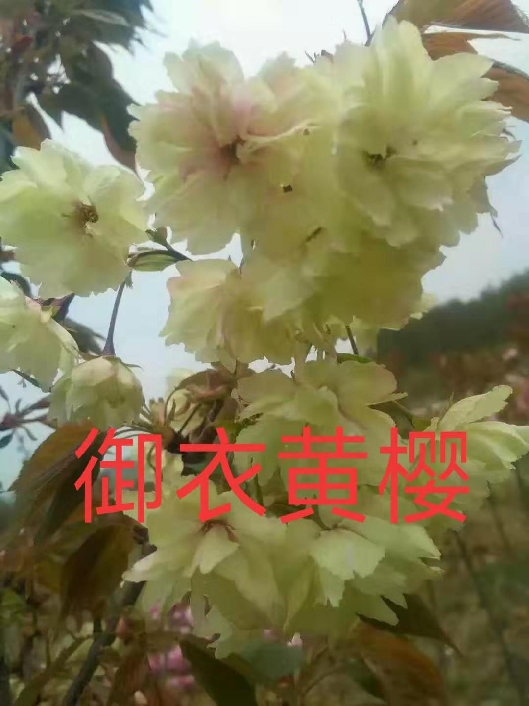 »ӣ